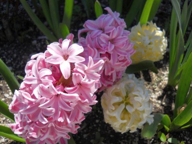 Name:  DSCN0151.jpg
Views: 1186
Size:  46.6 KB