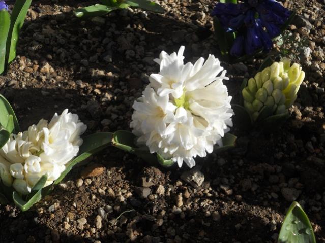 Name:  DSCN0475.jpg
Views: 1158
Size:  55.1 KB