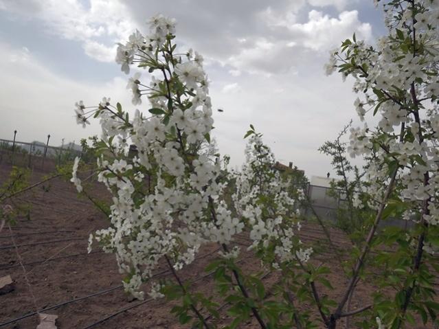 Name:  DSCF0910.jpg
Views: 1277
Size:  53.1 KB