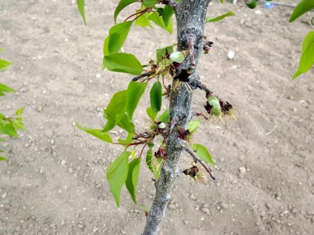 Name:  DSCF0954.jpg
Views: 1281
Size:  52.9 KB