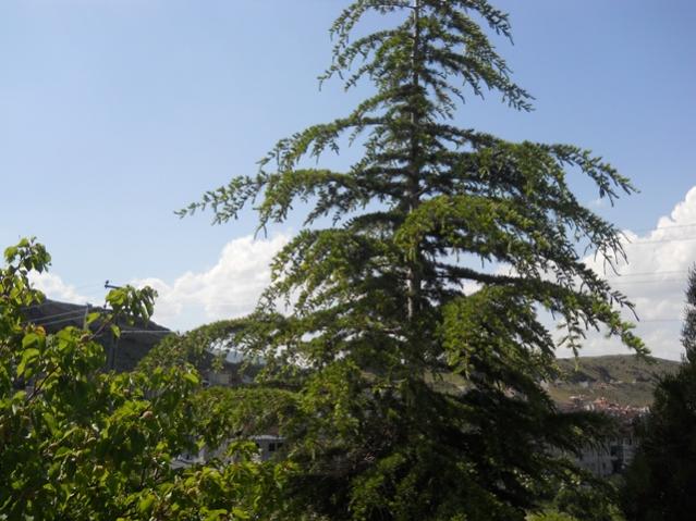Name:  458.jpg
Views: 1147
Size:  54.1 KB