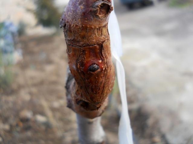 Name:  DSCN3597.jpg
Views: 1022
Size:  26.7 KB