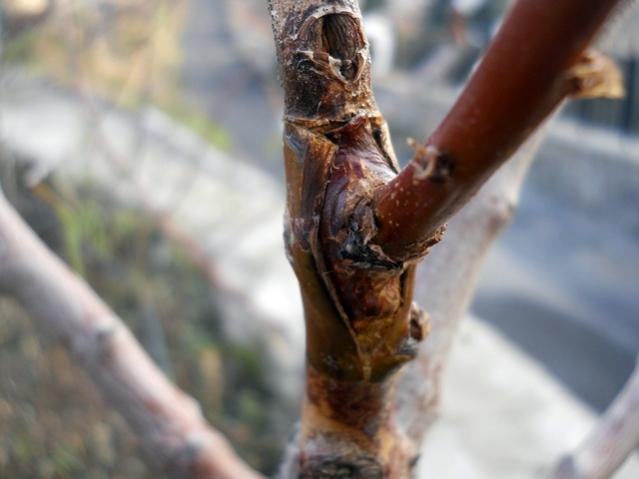 Name:  DSCN3594.jpg
Views: 1038
Size:  30.1 KB