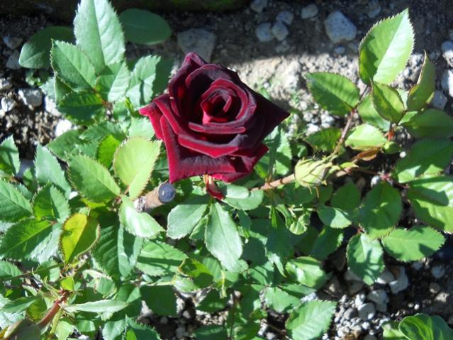 Name:  478.jpg
Views: 992
Size:  66.4 KB