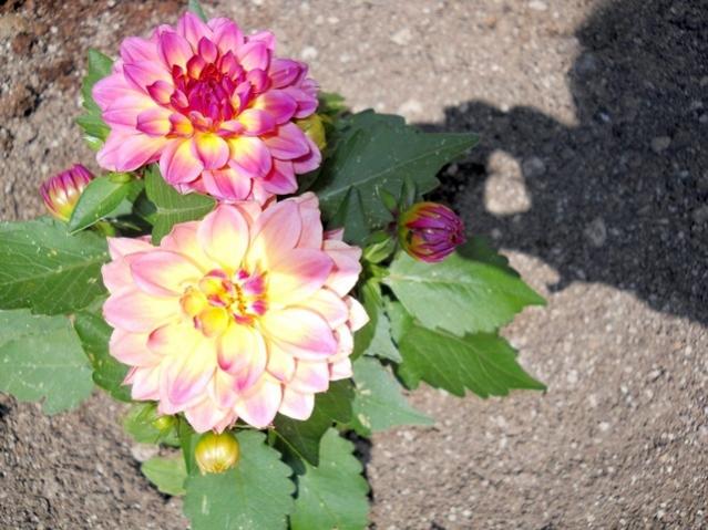 Name:  DSCN0135.jpg
Views: 1930
Size:  55.3 KB