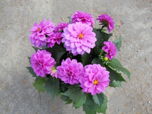 Name:  DSCN0173.jpg
Views: 1936
Size:  51.8 KB