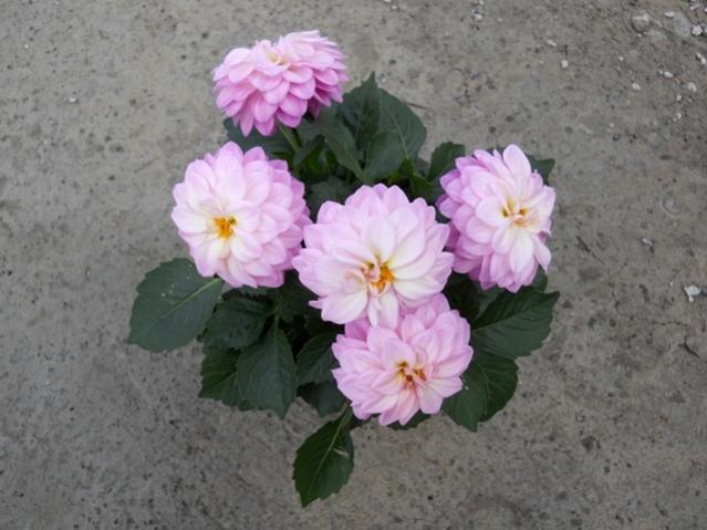 Name:  DSCN0176.jpg
Views: 1893
Size:  44.2 KB