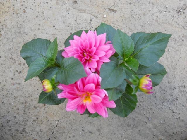 Name:  DSCN0175.jpg
Views: 1944
Size:  48.8 KB