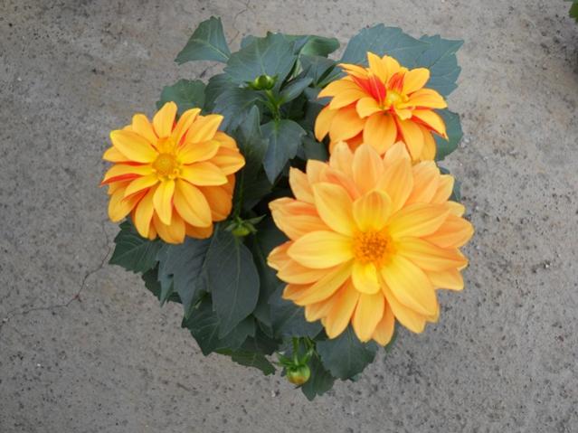 Name:  DSCN0177.jpg
Views: 1935
Size:  46.9 KB