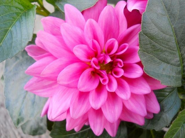 Name:  DSCN0197.jpg
Views: 1951
Size:  41.9 KB