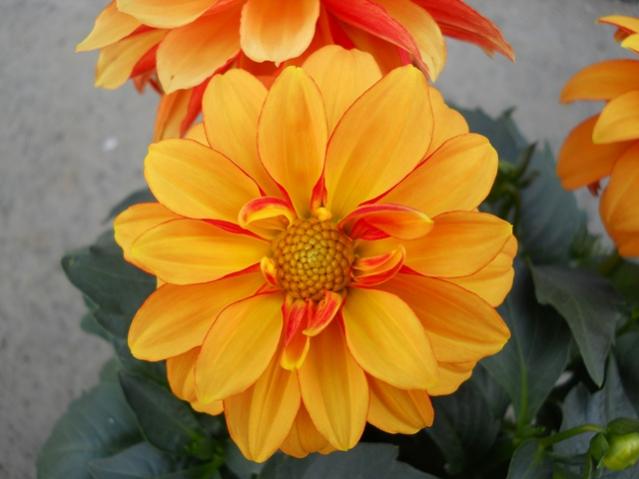 Name:  DSCN0199.jpg
Views: 1921
Size:  33.5 KB