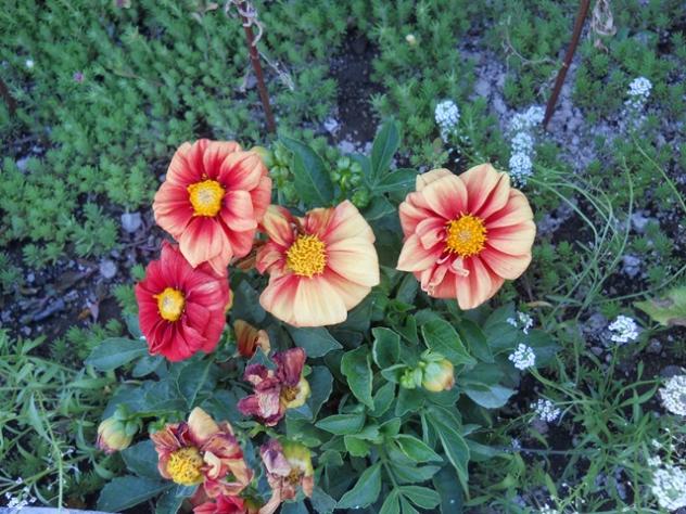 Name:  servet1 118.jpg
Views: 1909
Size:  70.6 KB