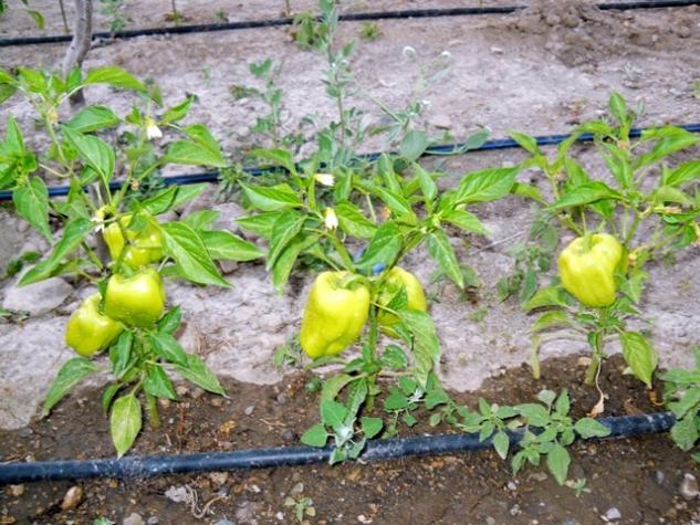 Name:  servet1 157.jpg
Views: 1705
Size:  70.6 KB