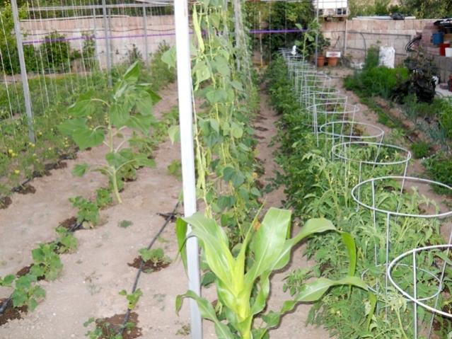 Name:  servet1 159.jpg
Views: 1682
Size:  66.4 KB