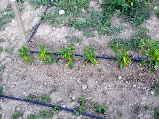 Name:  servet1 204.jpg
Views: 1659
Size:  72.2 KB