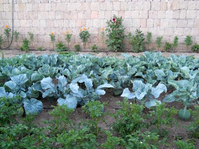 Name:  servet1 299.jpg
Views: 1657
Size:  67.3 KB