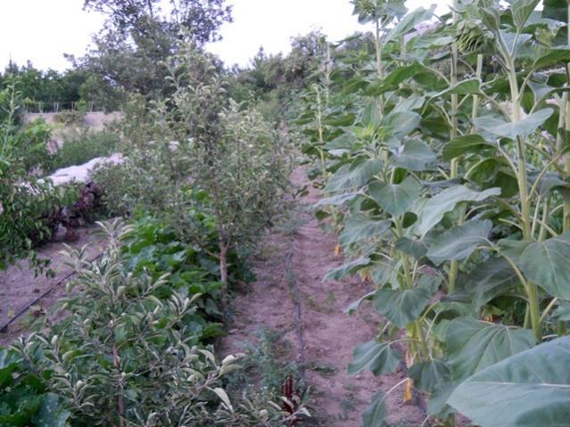 Name:  servet1 304.jpg
Views: 1812
Size:  66.7 KB