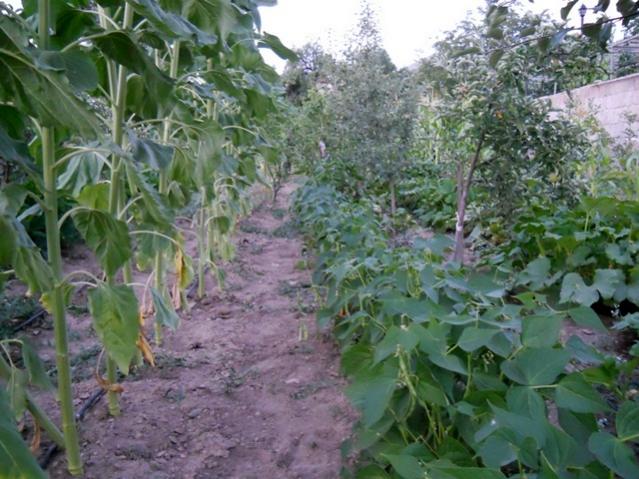 Name:  servet1 305.jpg
Views: 2053
Size:  61.0 KB