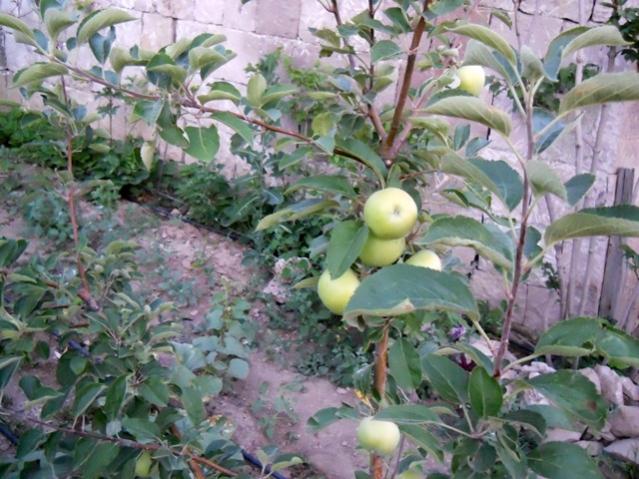 Name:  servet1 309.jpg
Views: 1656
Size:  62.4 KB