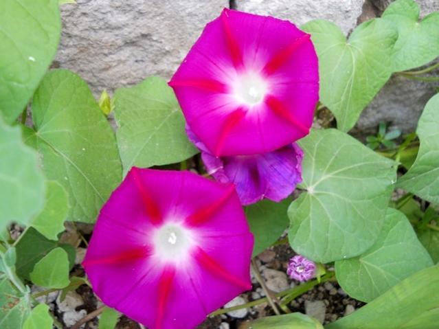 Name:  604.jpg
Views: 1653
Size:  41.4 KB