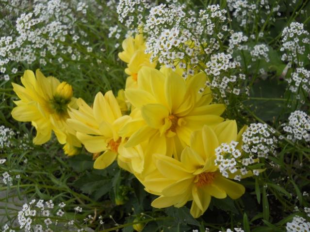 Name:  607.jpg
Views: 1134
Size:  58.7 KB
