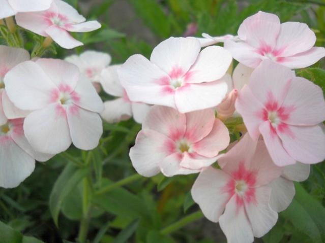 Name:  servet1 185.jpg
Views: 1103
Size:  30.8 KB