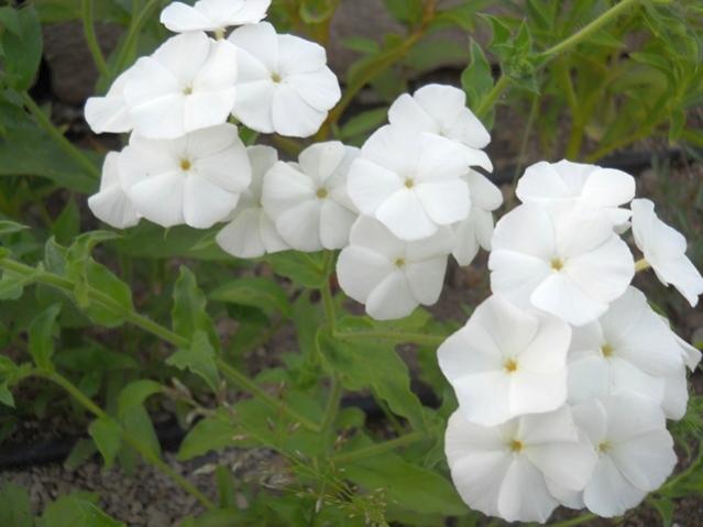 Name:  servet1 188.jpg
Views: 1086
Size:  34.1 KB