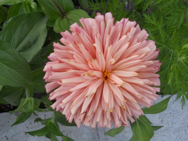 Name:  servet1 192.jpg
Views: 1041
Size:  45.3 KB