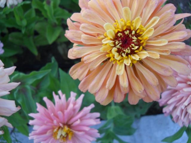 Name:  servet1 193.jpg
Views: 1064
Size:  40.9 KB