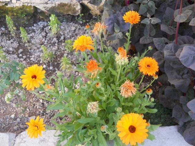 Name:  servet1 126.jpg
Views: 1040
Size:  65.5 KB