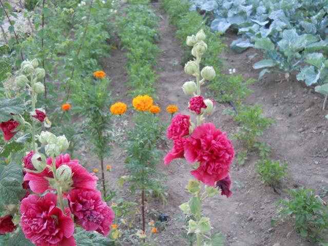 Name:  servet1 297.jpg
Views: 1067
Size:  61.3 KB