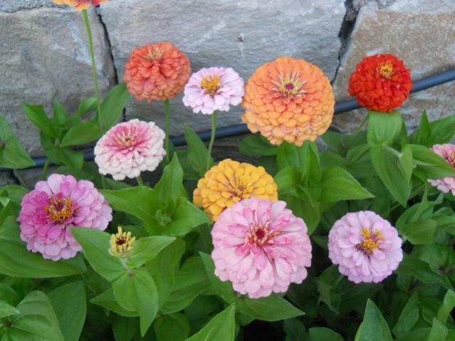 Name:  servet1 262.jpg
Views: 1047
Size:  48.4 KB