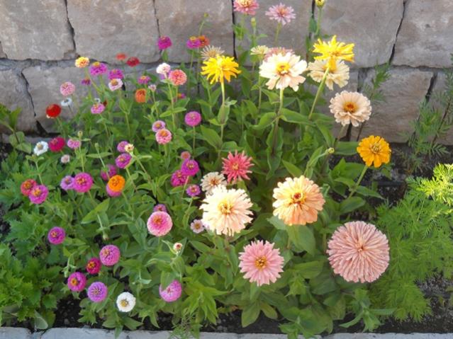 Name:  servet1 139.jpg
Views: 1023
Size:  61.3 KB
