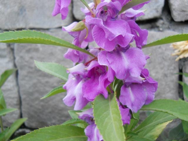 Name:  servet1 269.jpg
Views: 1128
Size:  38.7 KB