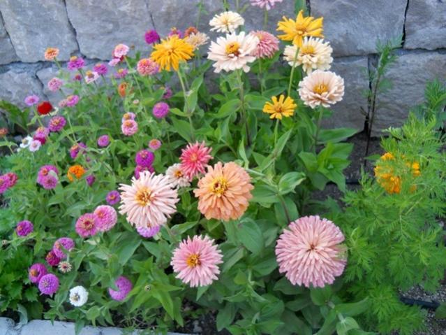 Name:  servet1 265.jpg
Views: 1029
Size:  62.6 KB