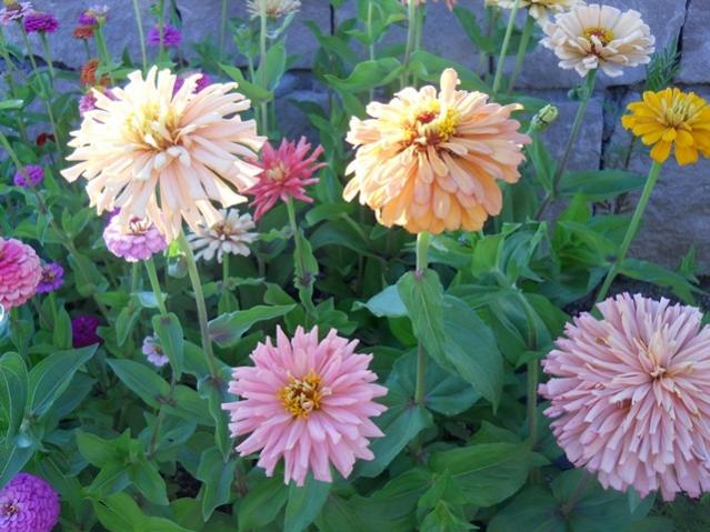 Name:  servet1 141.jpg
Views: 1023
Size:  57.2 KB