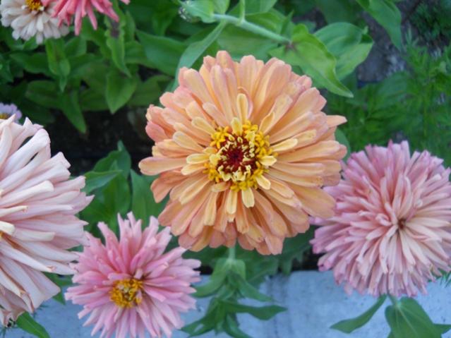 Name:  servet1 267.jpg
Views: 1037
Size:  46.4 KB
