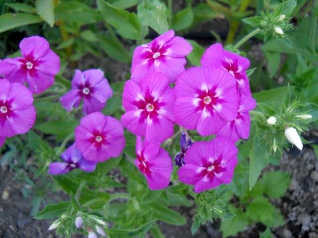 Name:  servet1 270.jpg
Views: 1025
Size:  46.1 KB