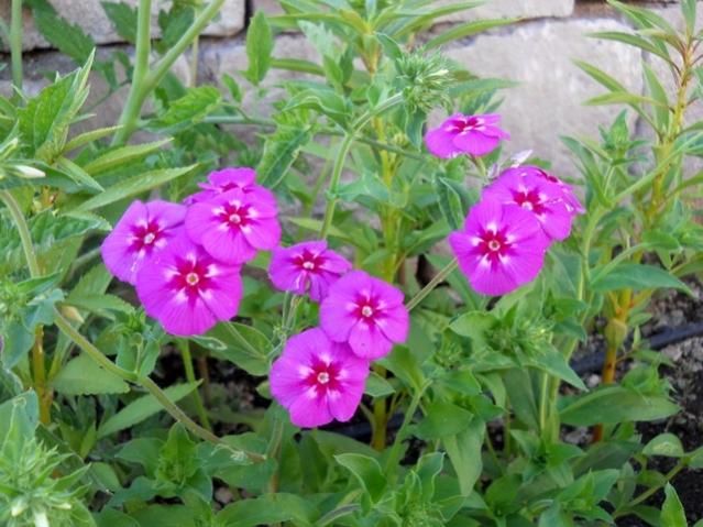 Name:  servet1 132.jpg
Views: 1034
Size:  56.8 KB