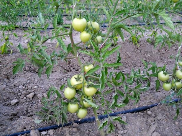 Name:  servet1 219.jpg
Views: 1018
Size:  71.4 KB