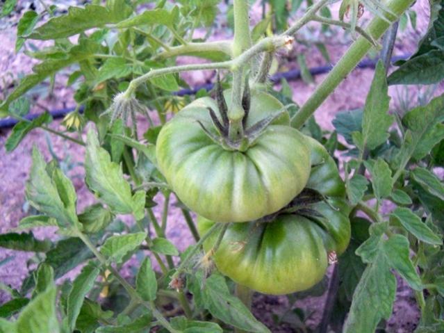 Name:  servet1 237.jpg
Views: 1016
Size:  55.1 KB