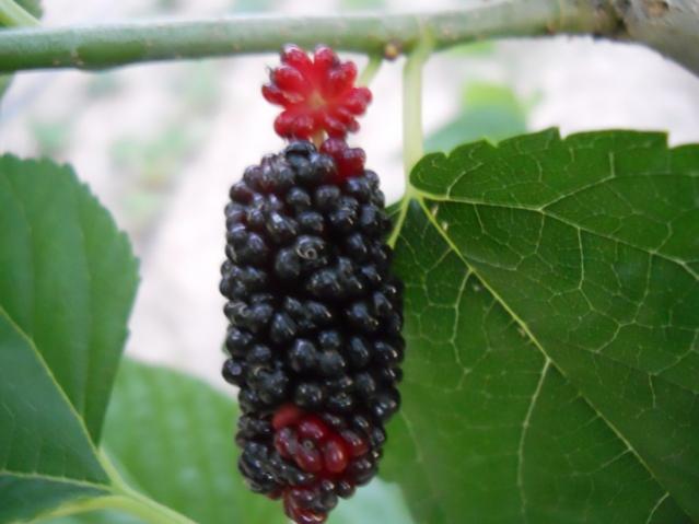 Name:  servet1 233.jpg
Views: 1021
Size:  32.2 KB