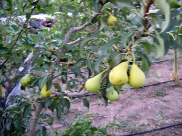 Name:  servet1 311.jpg
Views: 1036
Size:  56.2 KB