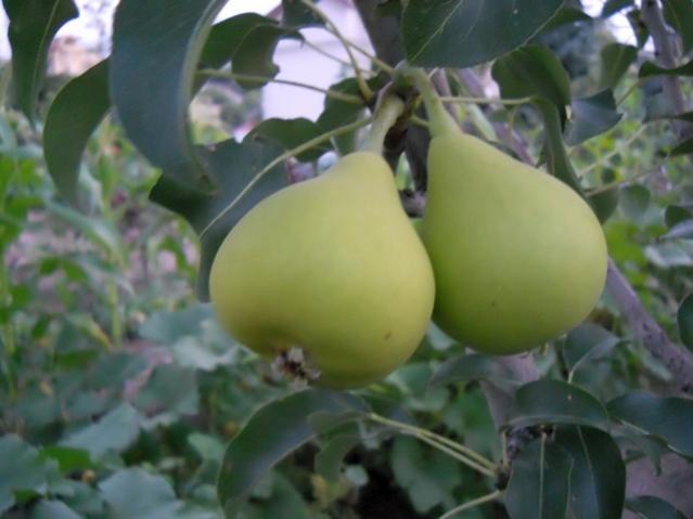 Name:  servet1 312.jpg
Views: 1189
Size:  32.8 KB