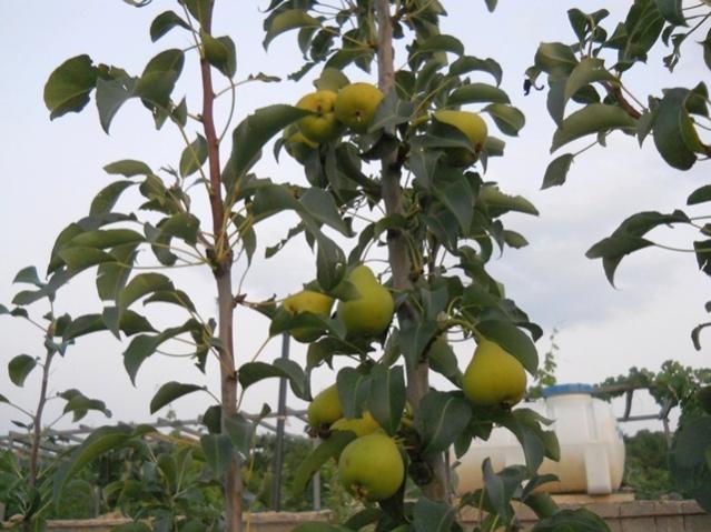 Name:  servet1 313.jpg
Views: 1000
Size:  52.6 KB