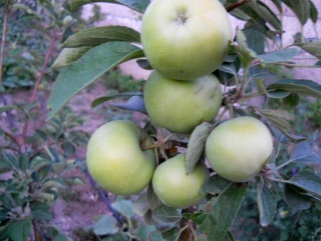 Name:  servet1 310.jpg
Views: 1018
Size:  40.9 KB