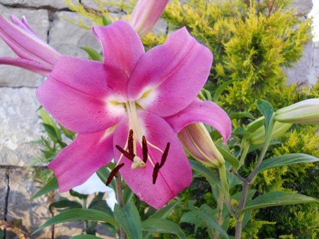 Name:  servet1 121.jpg
Views: 1038
Size:  53.2 KB