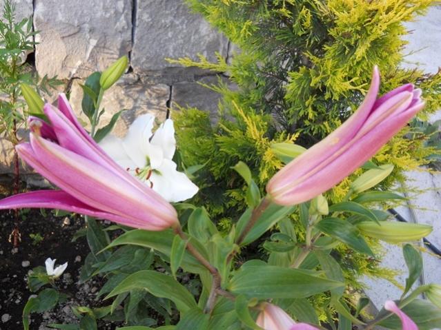 Name:  servet1 124.jpg
Views: 1034
Size:  65.2 KB