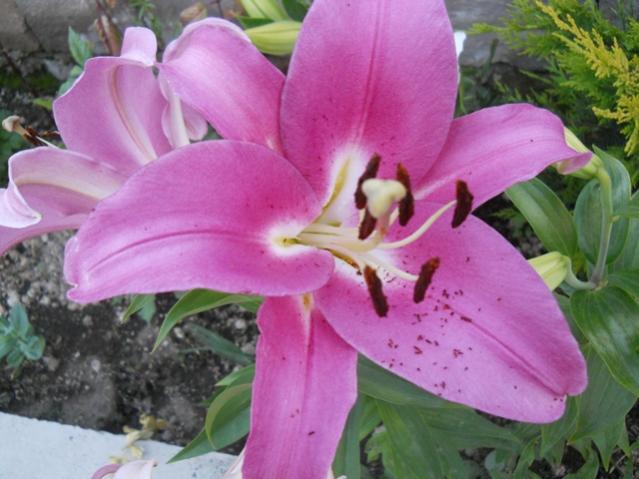 Name:  servet1 271.jpg
Views: 991
Size:  44.9 KB