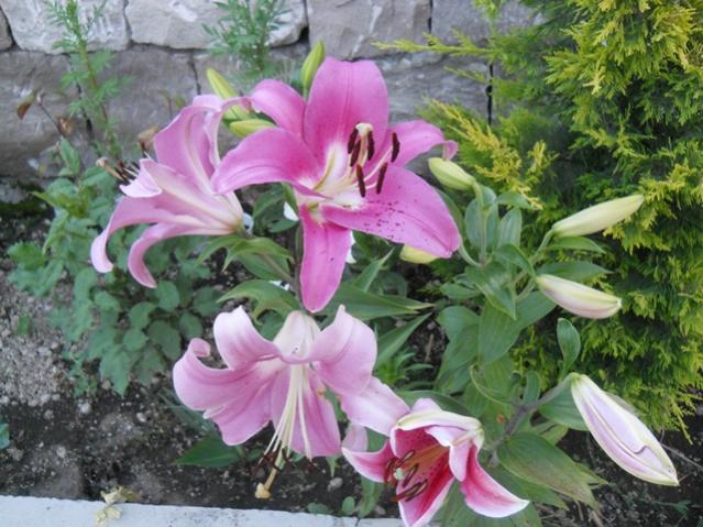 Name:  servet1 272.jpg
Views: 1012
Size:  60.4 KB